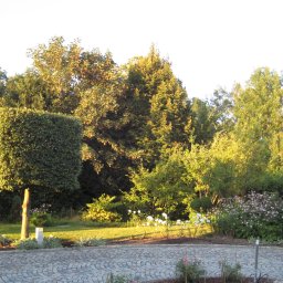 LARSEN - Kwadratowo przycięte drzewo na tle zieleni ogrodu, z widoczną kostką brukową i różnorodną roślinnością. Oświetlone ciepłym światłem słonecznym.