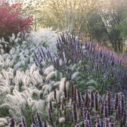 LARSEN - Kwitnące, ozdobne trawy i byliny w ogrodzie, wczesnoporanne słońce. Różnorodność gatunków i faktur, kompozycja naturalistyczna, delikatne oświetlenie, zielone tło drzew.