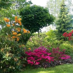 LARSEN - Bujny ogród z różnorodnymi krzewami kwitnącymi w odcieniach różu, czerwieni i pomarańczy, z zielonym trawnikiem i drzewami w tle. Kompozycja pełna kolorów i naturalnego uroku.