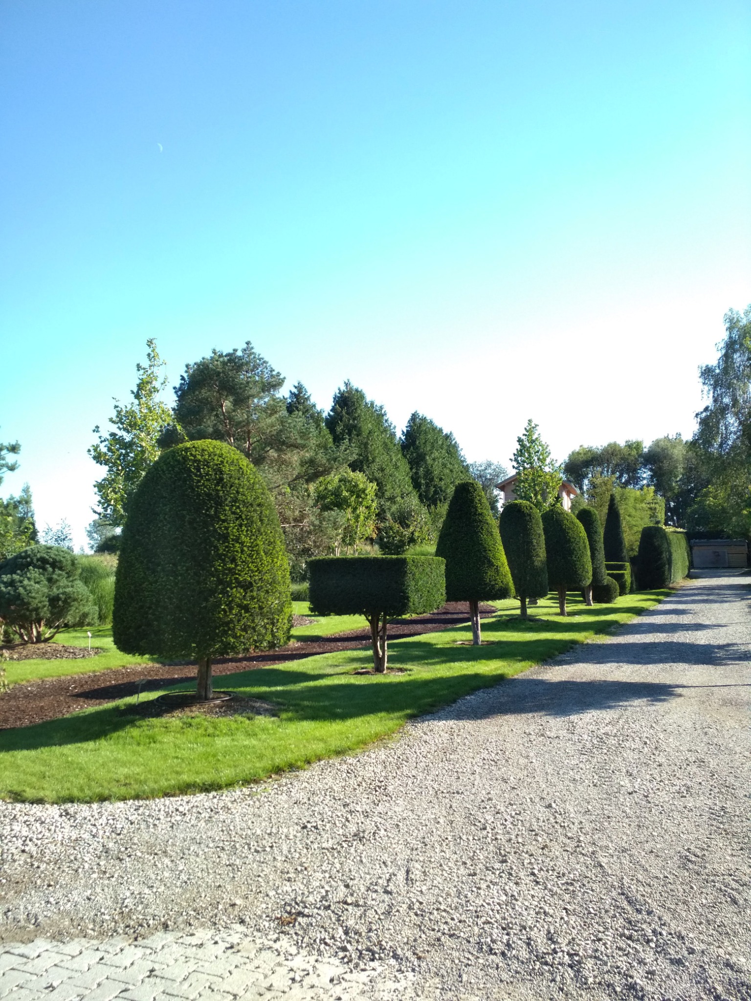 Rząd równo przyciętych drzew i krzewów w kształcie stożków i sześcianów, oddzielonych pasem zielonego trawnika, prowadzących wzdłuż żwirowej ścieżki.