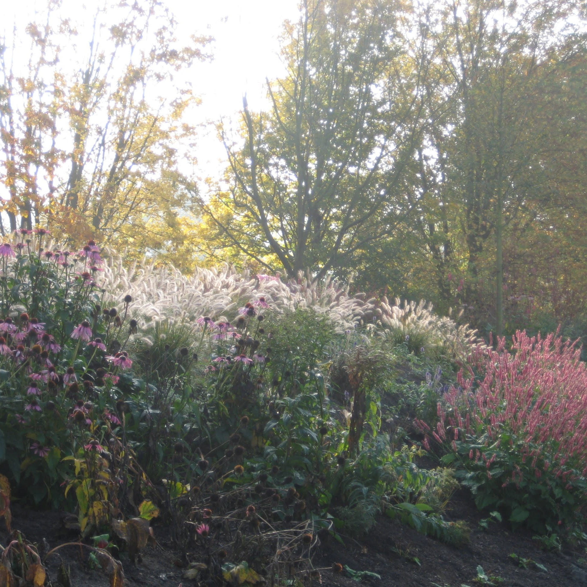 Jesienny ogród z kwitnącymi jeżówkami i trawami ozdobnymi w promieniach słońca. Widoczne drzewa z żółknącymi liśćmi. Urokliwy krajobraz.
