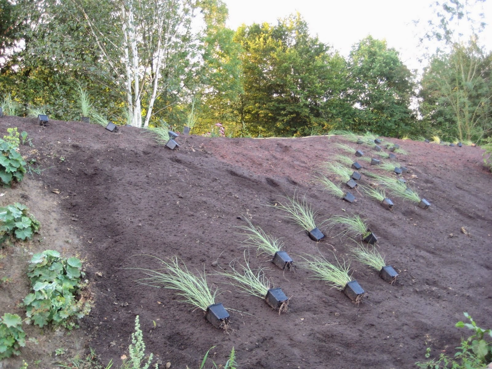 Przygotowany stok z nasadzeniami trawy ozdobnej w czarnych doniczkach, gotowy do dalszych prac ogrodniczych. Widok na zbocze wzgórza z roślinnością w tle.