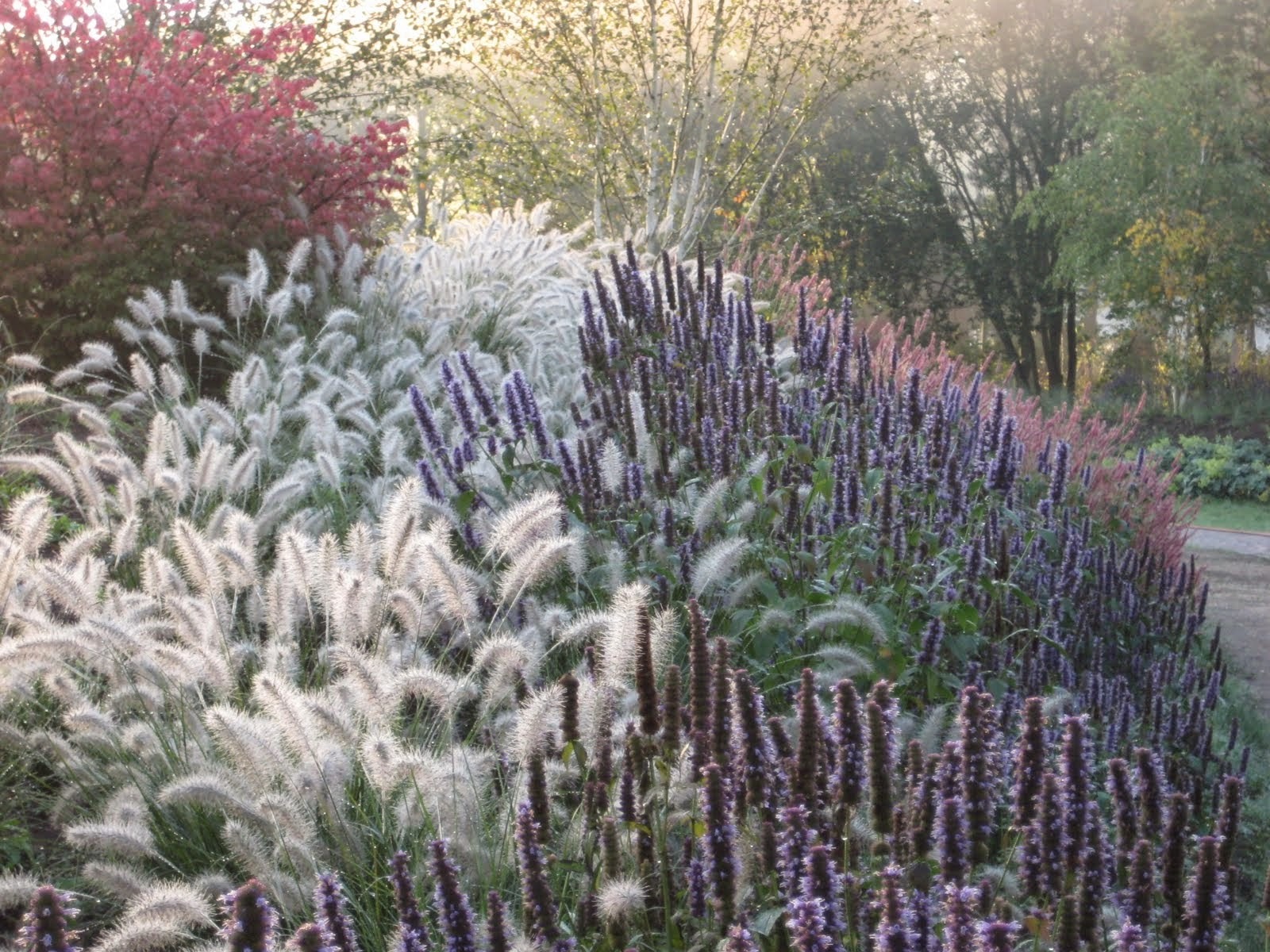 Kwitnące, ozdobne trawy i byliny w ogrodzie, wczesnoporanne słońce. Różnorodność gatunków i faktur, kompozycja naturalistyczna, delikatne oświetlenie, zielone tło drzew.