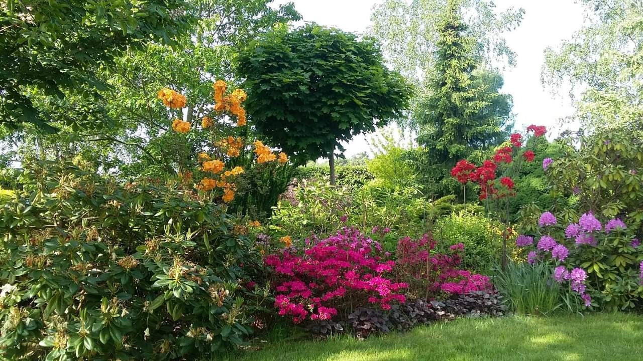 Bujny ogród z różnorodnymi krzewami kwitnącymi w odcieniach różu, czerwieni i pomarańczy, z zielonym trawnikiem i drzewami w tle. Kompozycja pełna kolorów i naturalnego uroku.