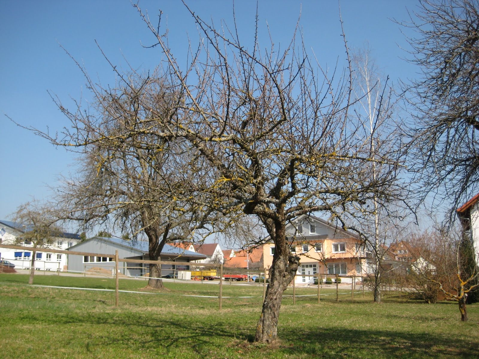 Drzewo owocowe po przycięciu, widoczne blizny po cięciach, zielony trawnik, domy w tle, słoneczny dzień. Sezonowe cięcie formujące koronę drzewa.