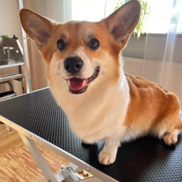 Wyprowadzanie psów Miechów 1