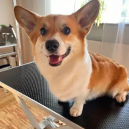 Uśmiechnięty corgi siedzi na czarnym stole do pielęgnacji, w tle widać okno i roślinę doniczkową.