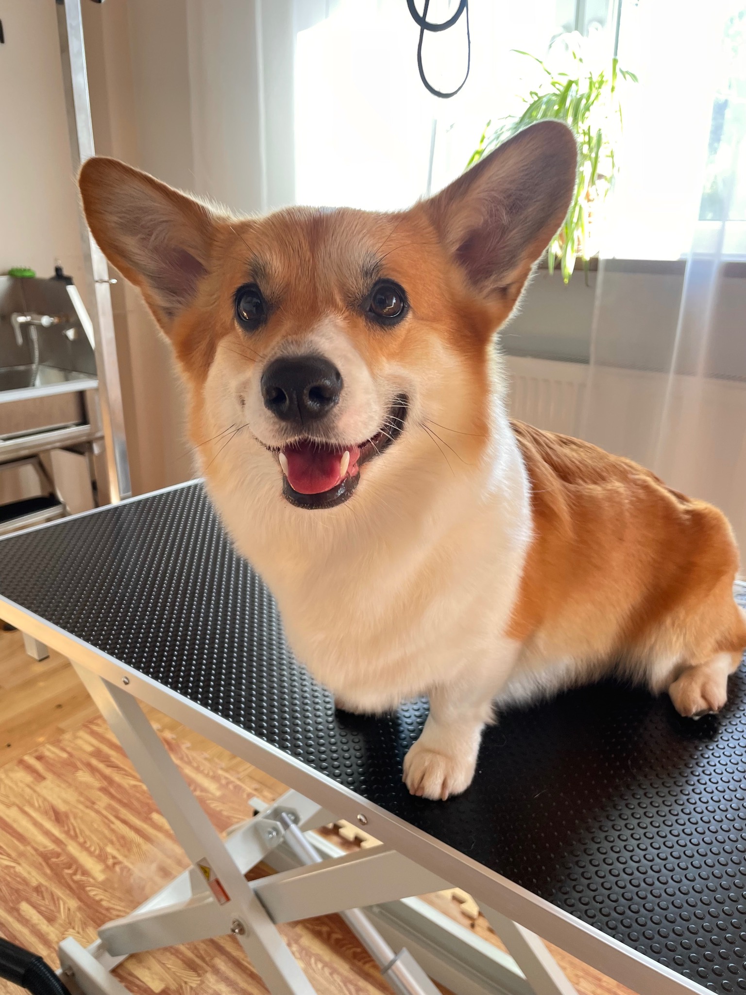 Uśmiechnięty corgi siedzi na czarnym stole do pielęgnacji, w tle widać okno i roślinę doniczkową.