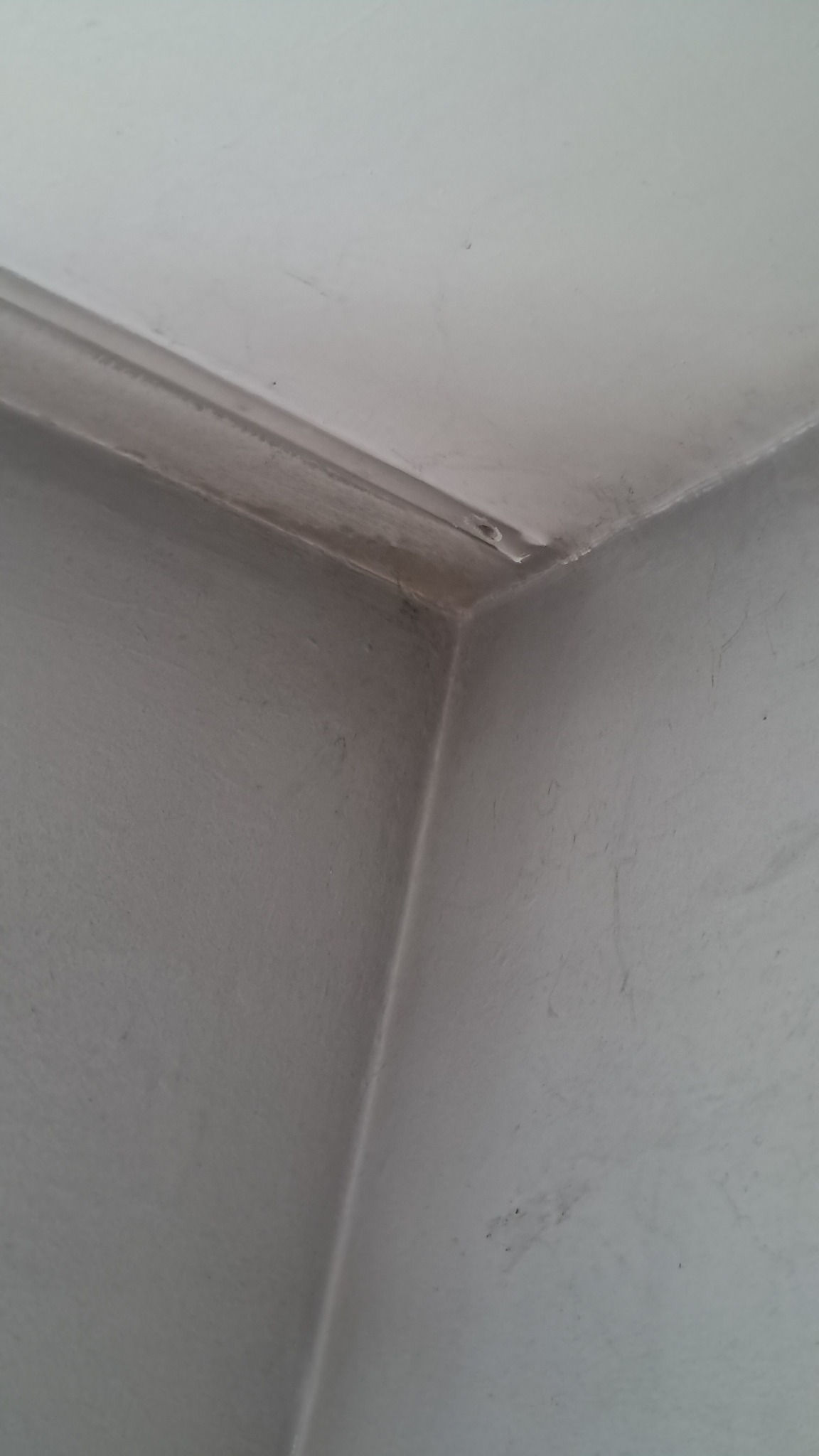 Narożnik sufitu i ściany z widocznymi śladami wilgoci i pleśni wzdłuż listwy sufitowej.