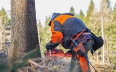 Drwal w pomarańczowo-czarnym ubraniu ochronnym, z piłą spalinową Husqvarna w dłoni, tnie drzewo w lesie. W powietrzu unoszą się wióry.