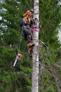 Arborysta w pełnym zabezpieczeniu, w trakcie wspinaczki na wysoką brzozę, z piłą łańcuchową zawieszoną obok, przygotowuje się do cięcia gałęzi na tle zielonych drzew iglastych.