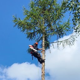 Dębowy Serwis Pielęgnacja i Wycinka Drzew Paweł Domański - Porządna Opieka Nad Ogrodami Ełk