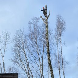 Wycinka drzew Ełk 4