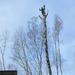 Arborysta w kasku i uprzęży, wysoko na pniu obciętego drzewa, macha ręką na tle błękitnego nieba i koron okolicznych drzew bez liści.