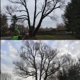 Dwa ujęcia tego samego drzewa przed i po przycięciu gałęzi, z widocznym rębakiem do gałęzi w tle.