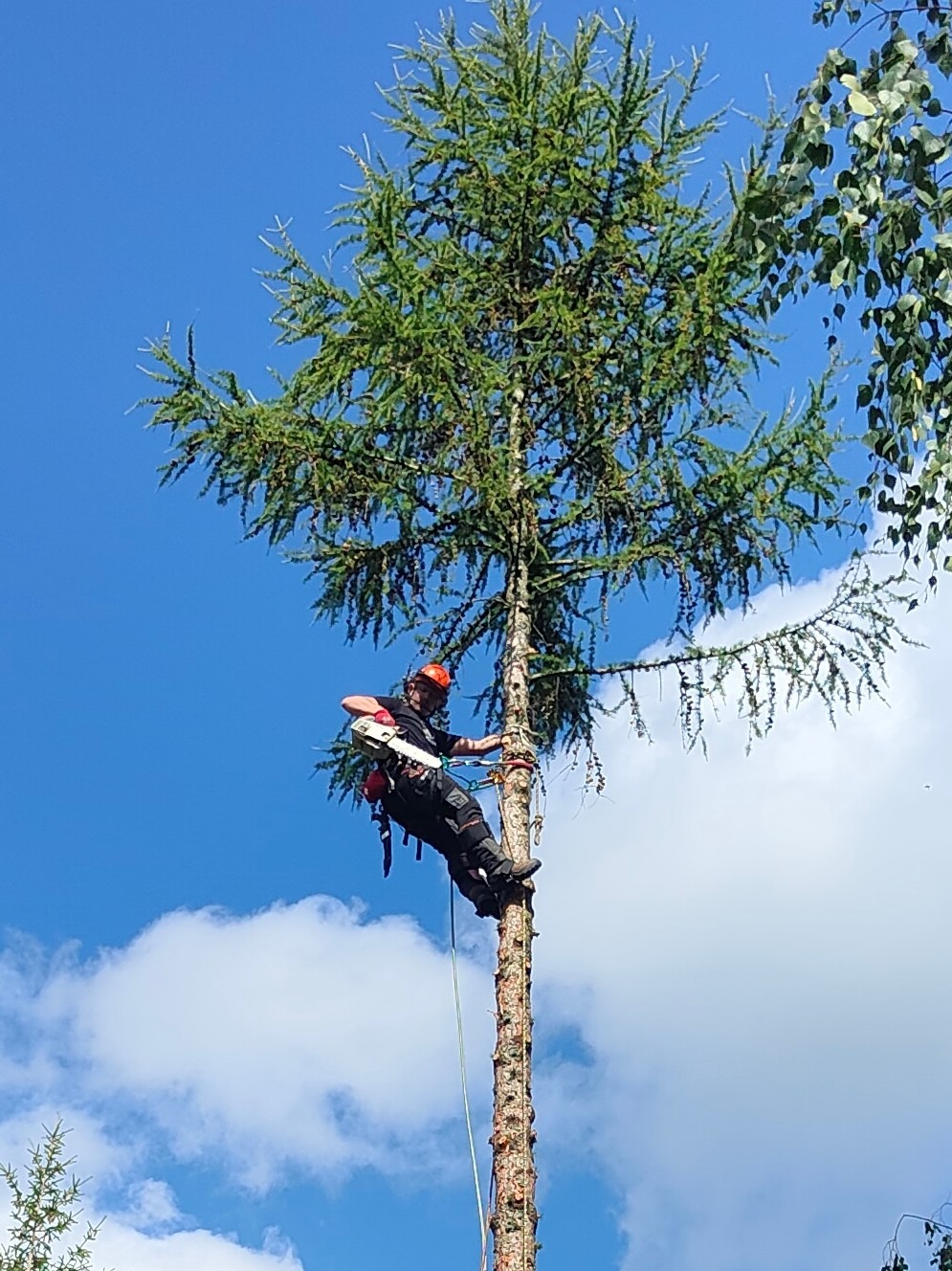 Arborysta w kasku i uprzęży, zawieszony na linie, przycina gałęzie wysokiego drzewa iglastego piłą łańcuchową na tle błękitnego nieba z chmurami.