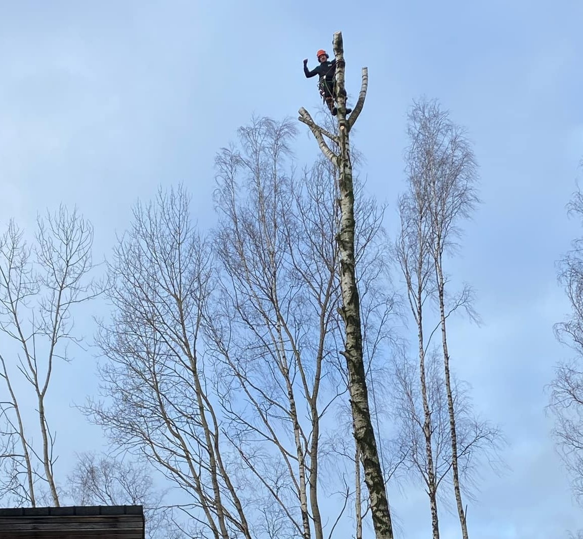 Arborysta w kasku i uprzęży, wysoko na pniu obciętego drzewa, macha ręką na tle błękitnego nieba i koron okolicznych drzew bez liści.