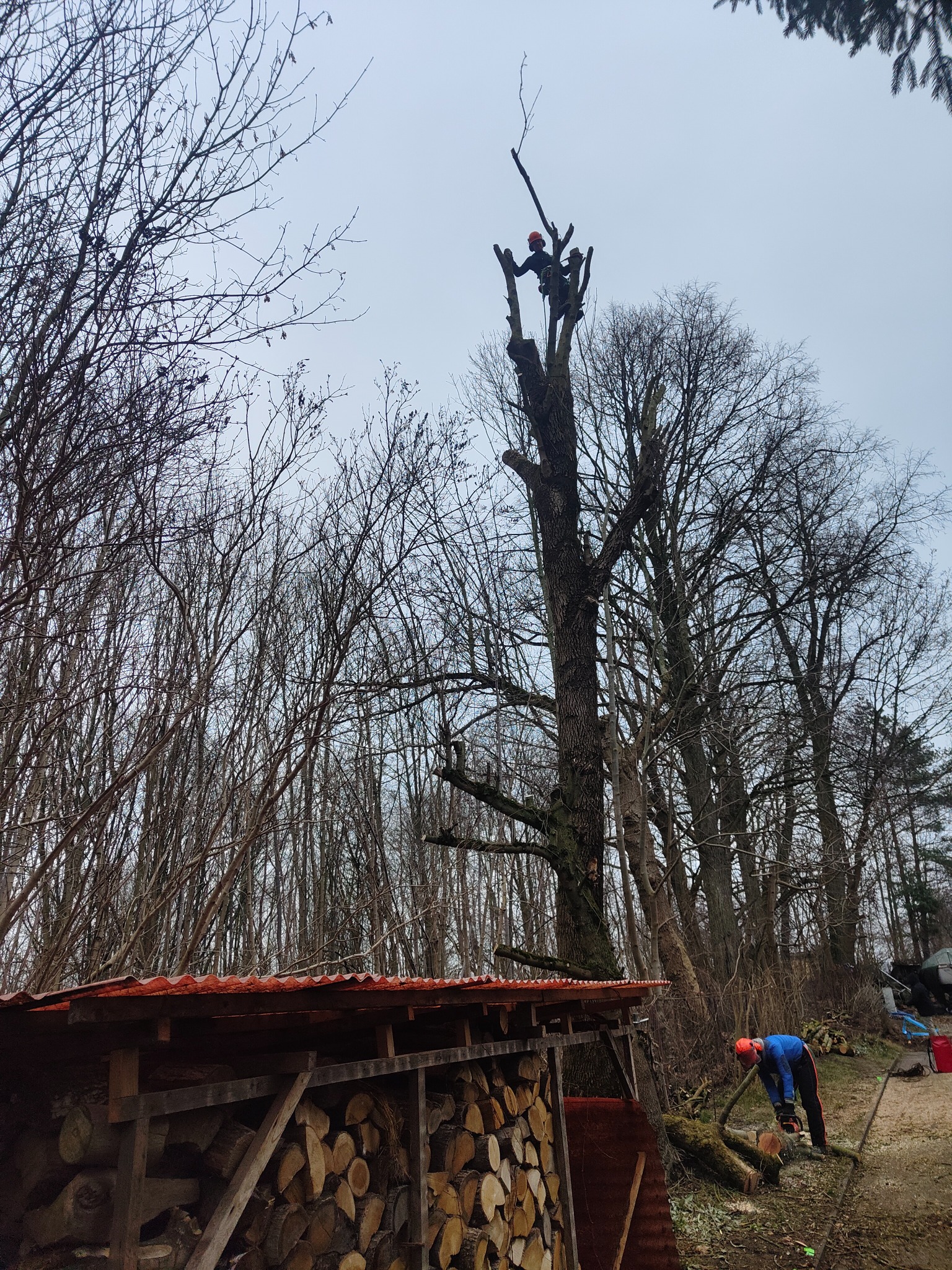Dwóch mężczyzn w kaskach, jeden na wysokościach przycina drzewo, drugi na ziemi tnie piłą spalinową odciętą gałąź przy składzie drewna opałowego.