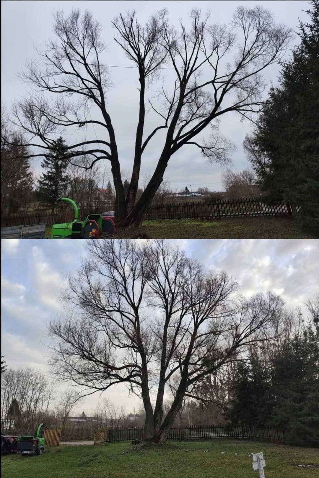 Dwa ujęcia tego samego drzewa przed i po przycięciu gałęzi, z widocznym rębakiem do gałęzi w tle.