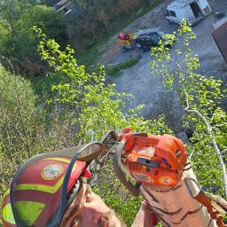 Dm arborist&forest - Wycinka Drzew Szynwałd