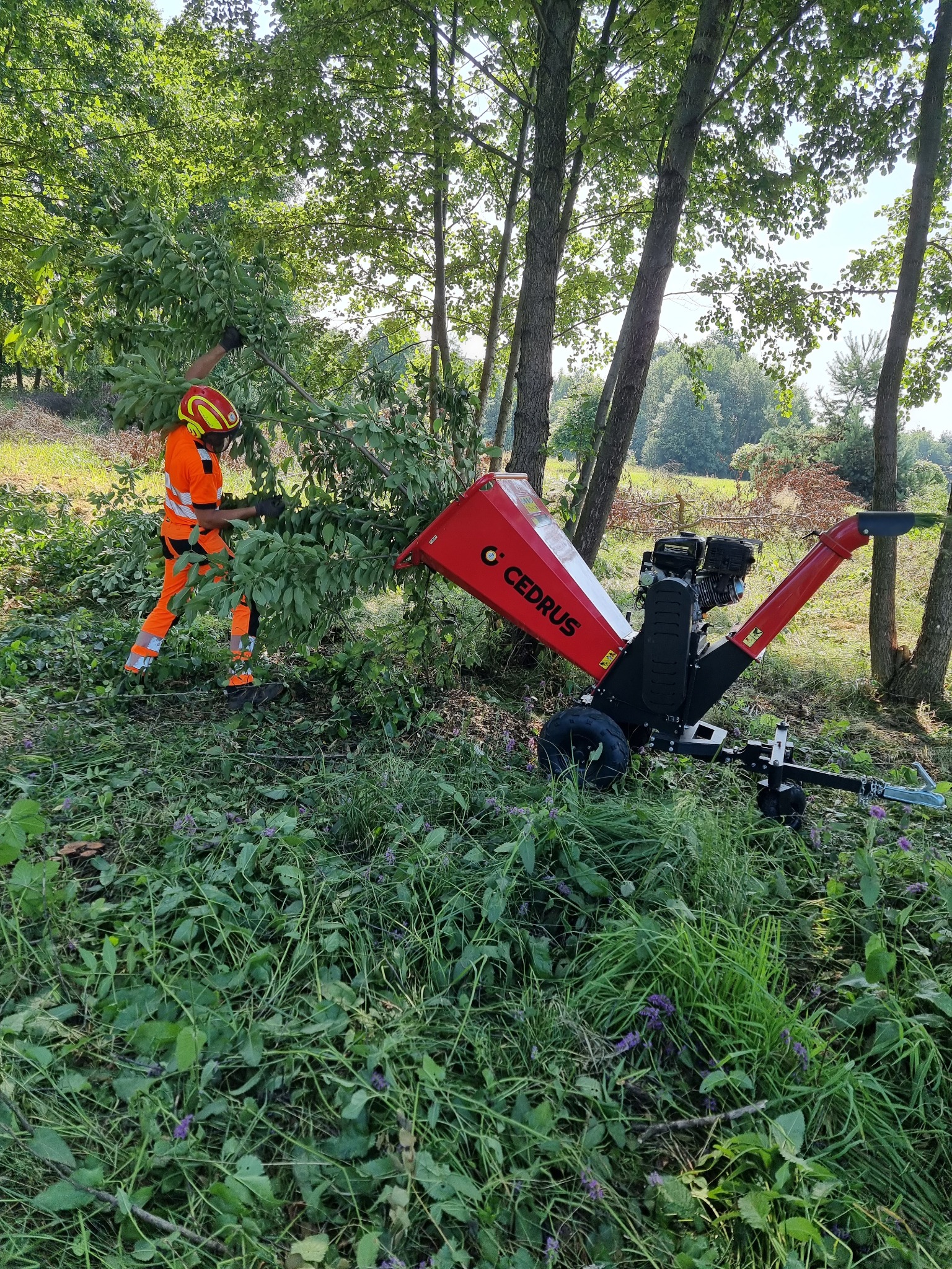 Pracownik w pomarańczowym kombinezonie i kasku wrzuca gałęzie do czerwonego rębaka Cedrus w lesie.