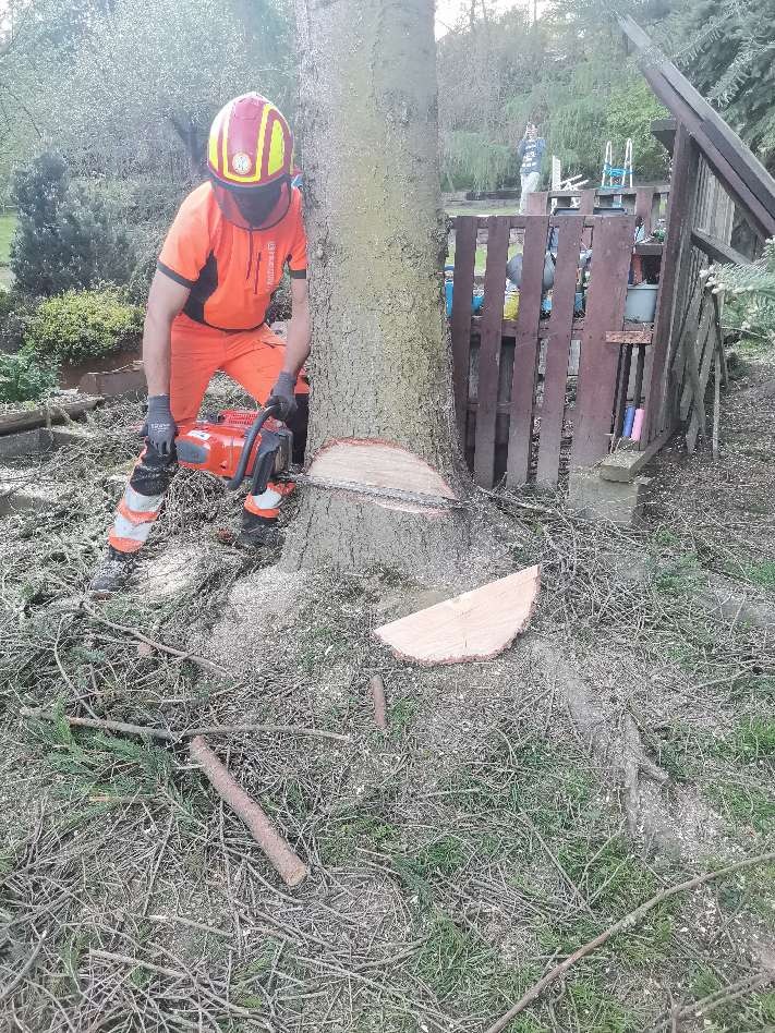 Osoba w kasku i kombinezonie ochronnym tnie drzewo piłą spalinową, widoczny odcięty fragment pnia i otoczenie z gałęziami.