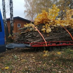 Wycinka drzew Żabi Róg 1