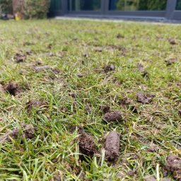 Pielęgnacja ogrodów Borówiec 3