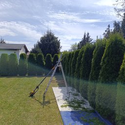Przycinanie krzewów i żywopłotów