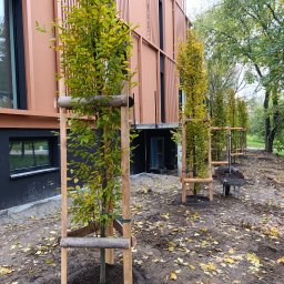 Ogrody Perfecto - Świeżo posadzone drzewka z żółtymi liśćmi, zabezpieczone drewnianymi konstrukcjami, wzdłuż budynku z brązową elewacją. Widoczna taczka z ziemią.