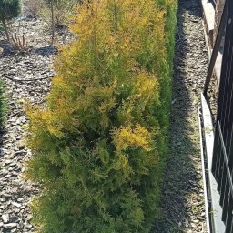 Ogrody Perfecto - Równy szpaler tuj 'Golden Smaragd' oddziela ogród od posesji. Kora rozsypana pod tujami. Widok z poziomu chodnika z kostki.