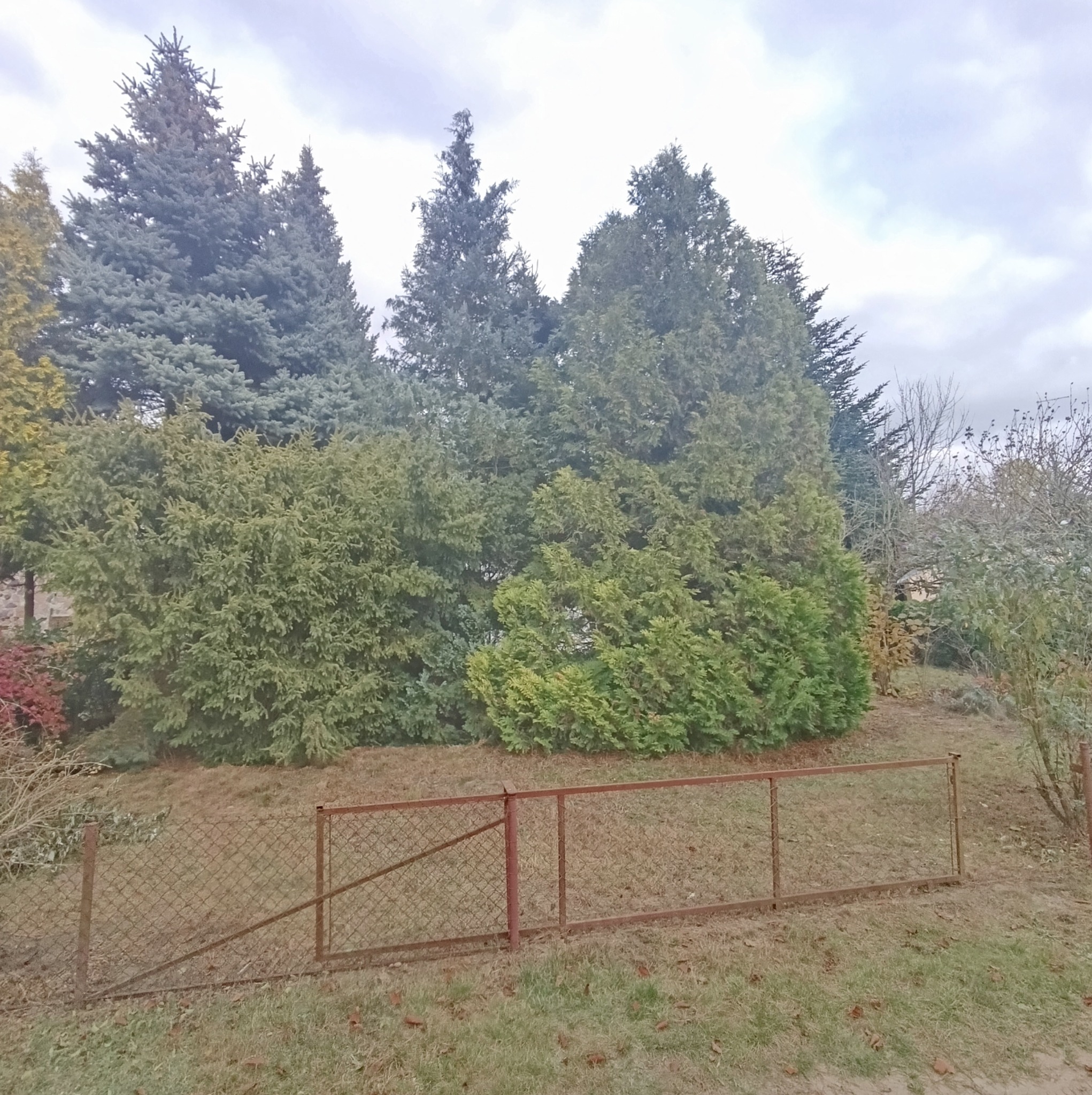 Różnorodne drzewa iglaste i krzewy w ogrodzie, widoczne zza niskiego, rdzewiejącego metalowego ogrodzenia siatkowego.