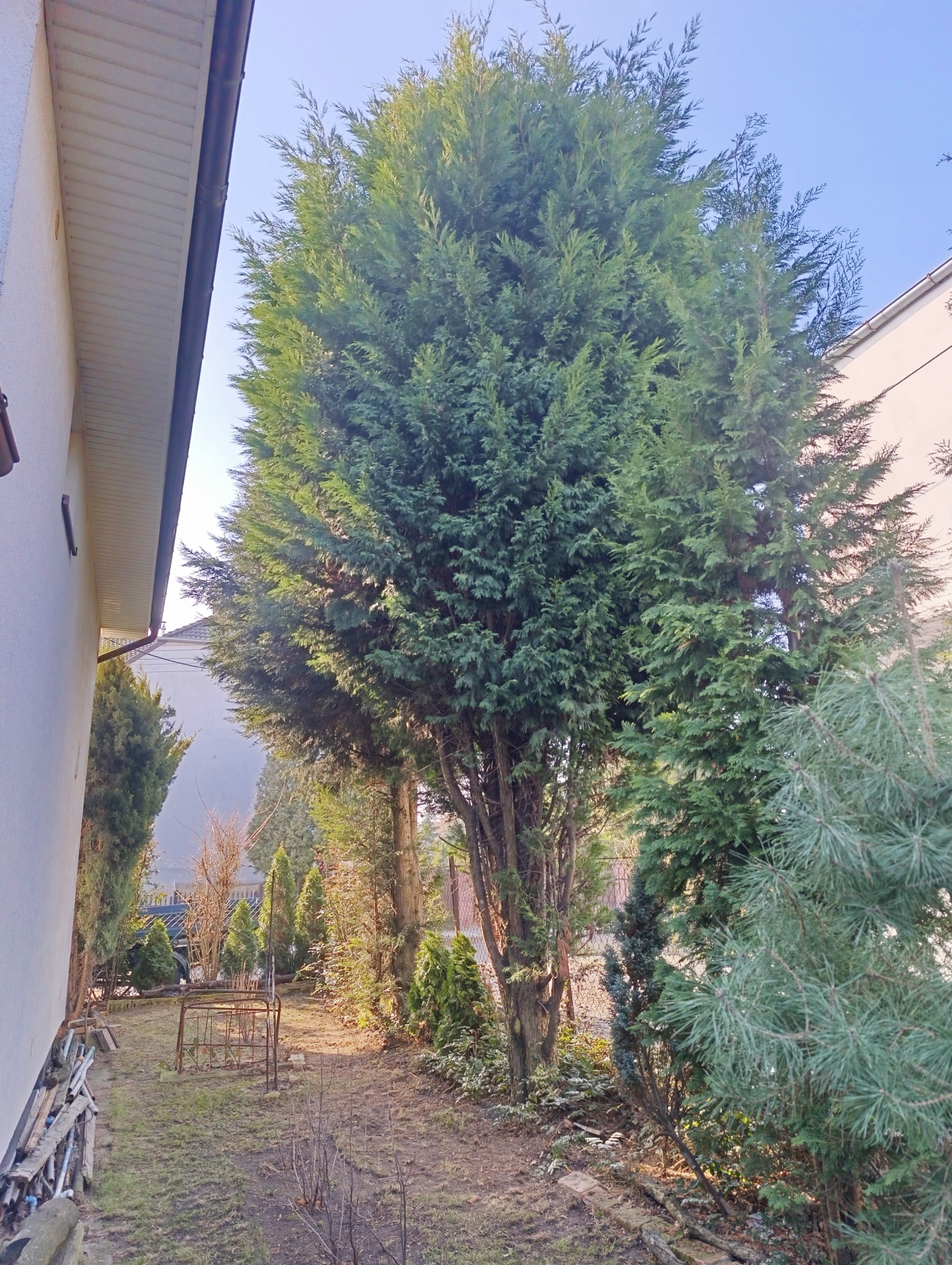 Widok na ogród z różnymi drzewami iglastymi, w tym wysokie cyprysy, pomiędzy budynkami w słoneczny dzień.