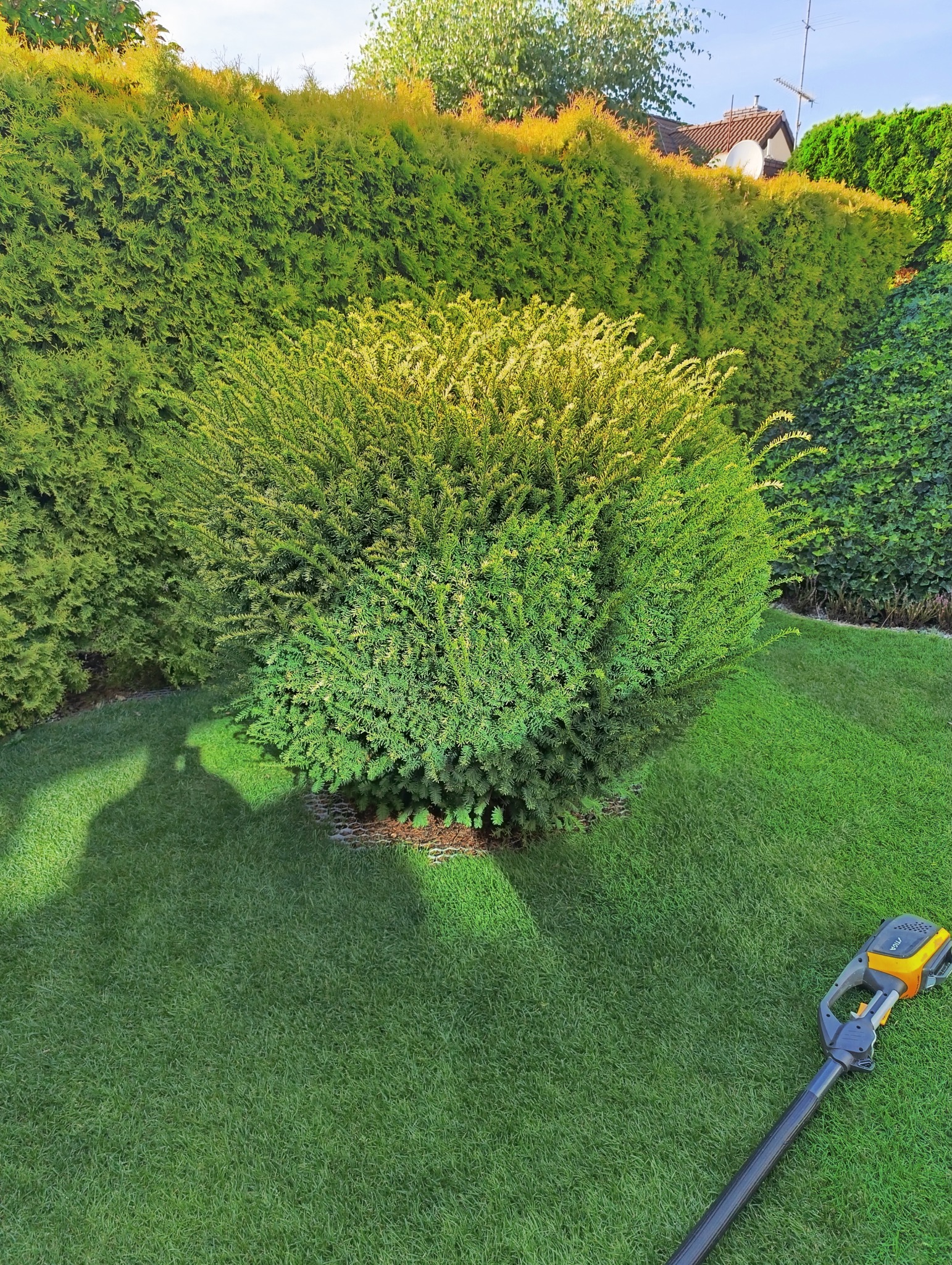 Krzew iglasty o kulistym kształcie na tle żywopłotu z tui, świeżo skoszony trawnik i cień osoby, w prawym dolnym rogu widoczny fragment elektrycznego podkaszarki do trawy.