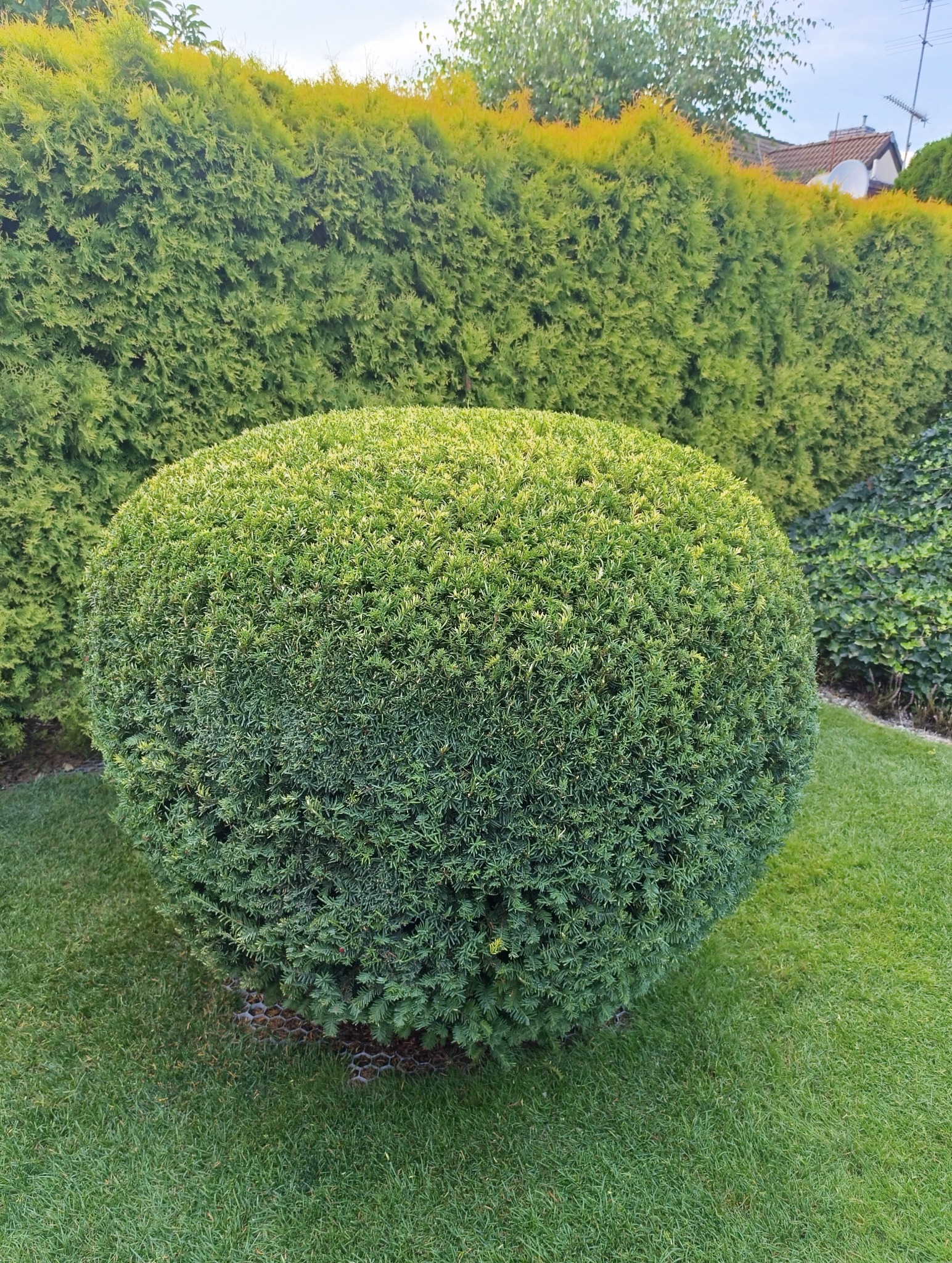 Krzew ozdobny w kształcie kuli, otoczony zielonym trawnikiem, z żywopłotem w tle. U podstawy krzewu widoczne plastikowe kratki zabezpieczające.
