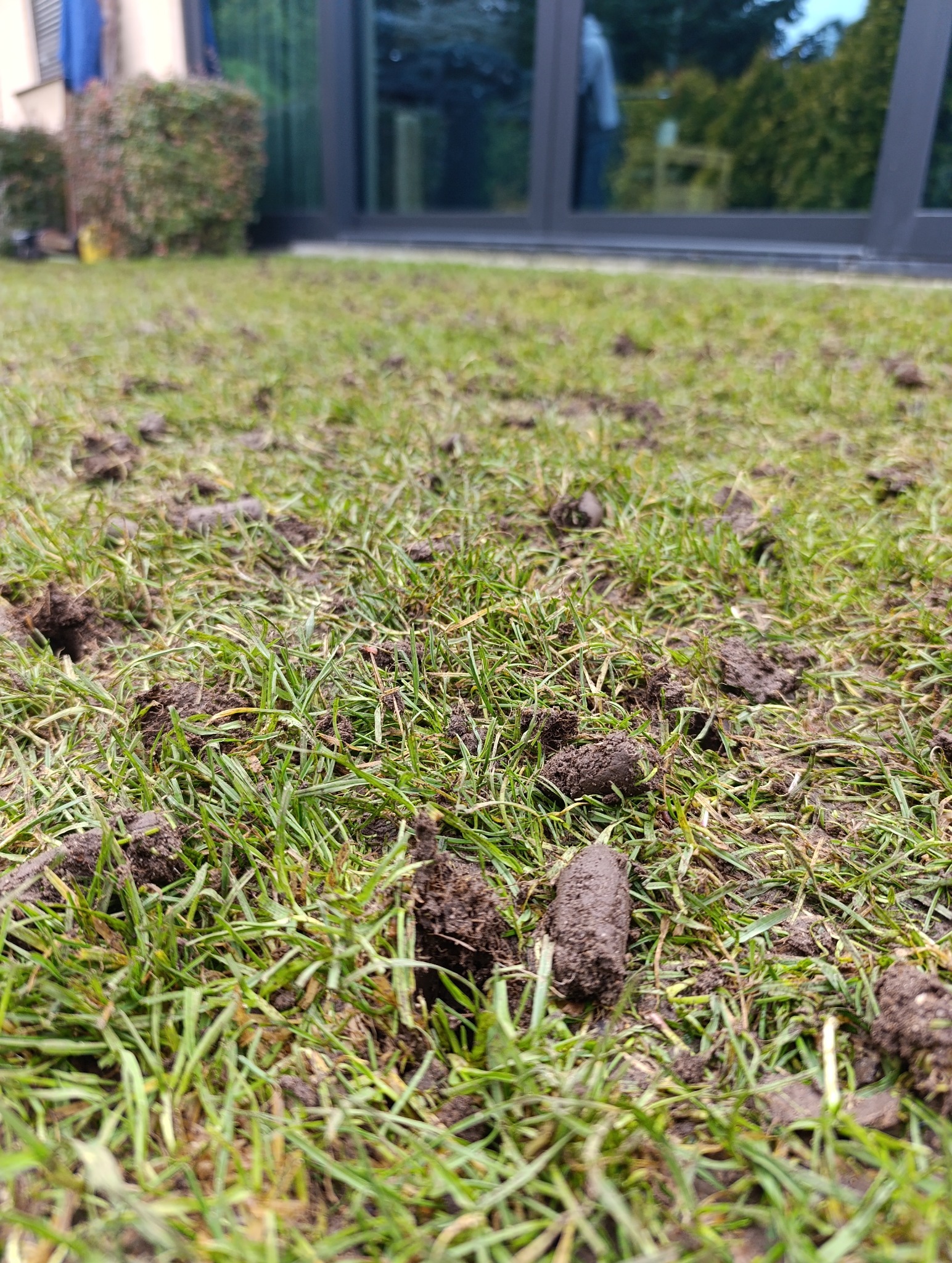 Świeżo napowietrzony trawnik z widocznymi wałeczkami ziemi na powierzchni trawy, w tle budynek z dużymi oknami.