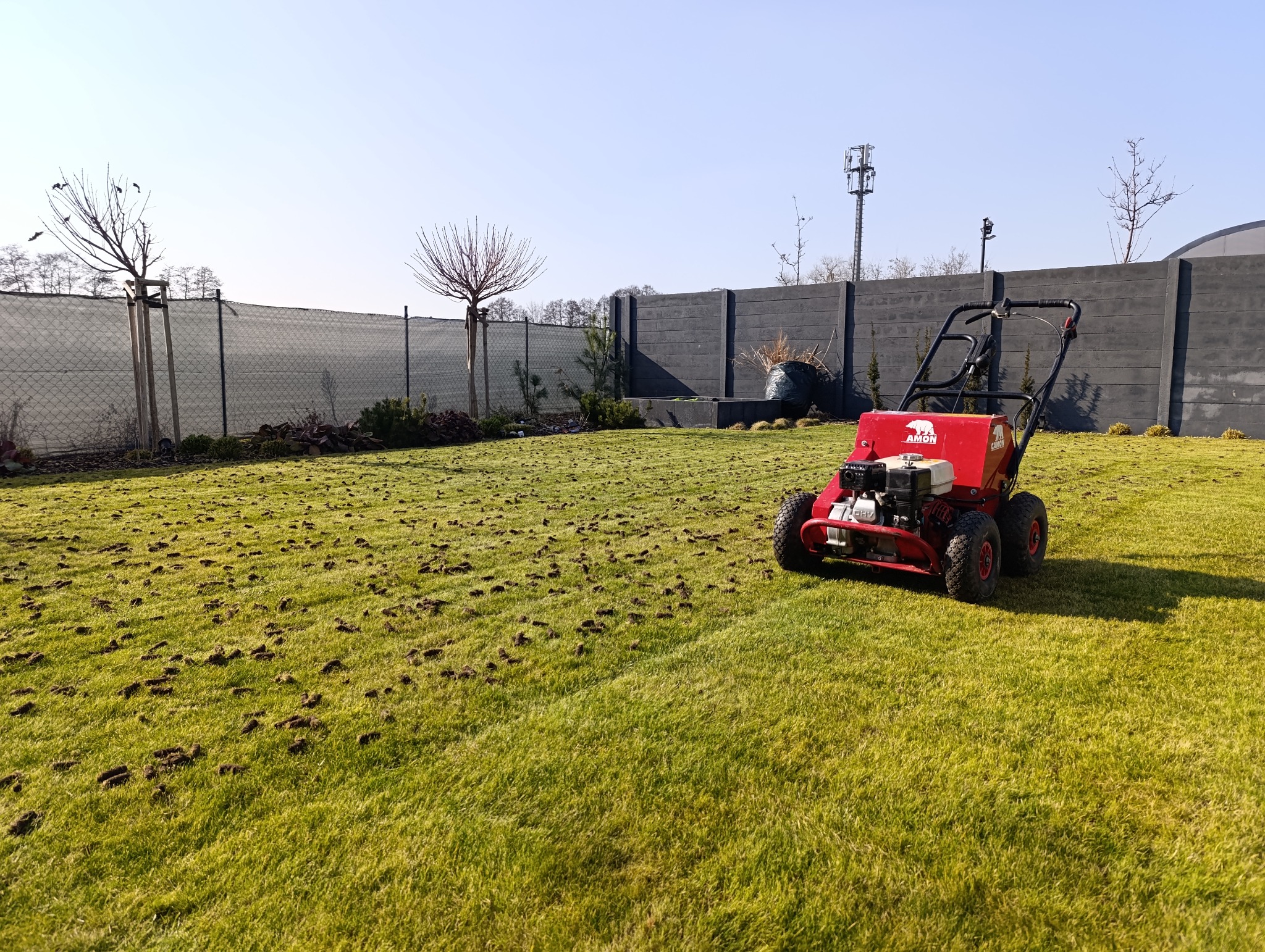 Czerwony aerator spalinowy na trawniku z widocznymi otworami po aeracji, w tle ogrodzenie z siatki i betonowy mur.
