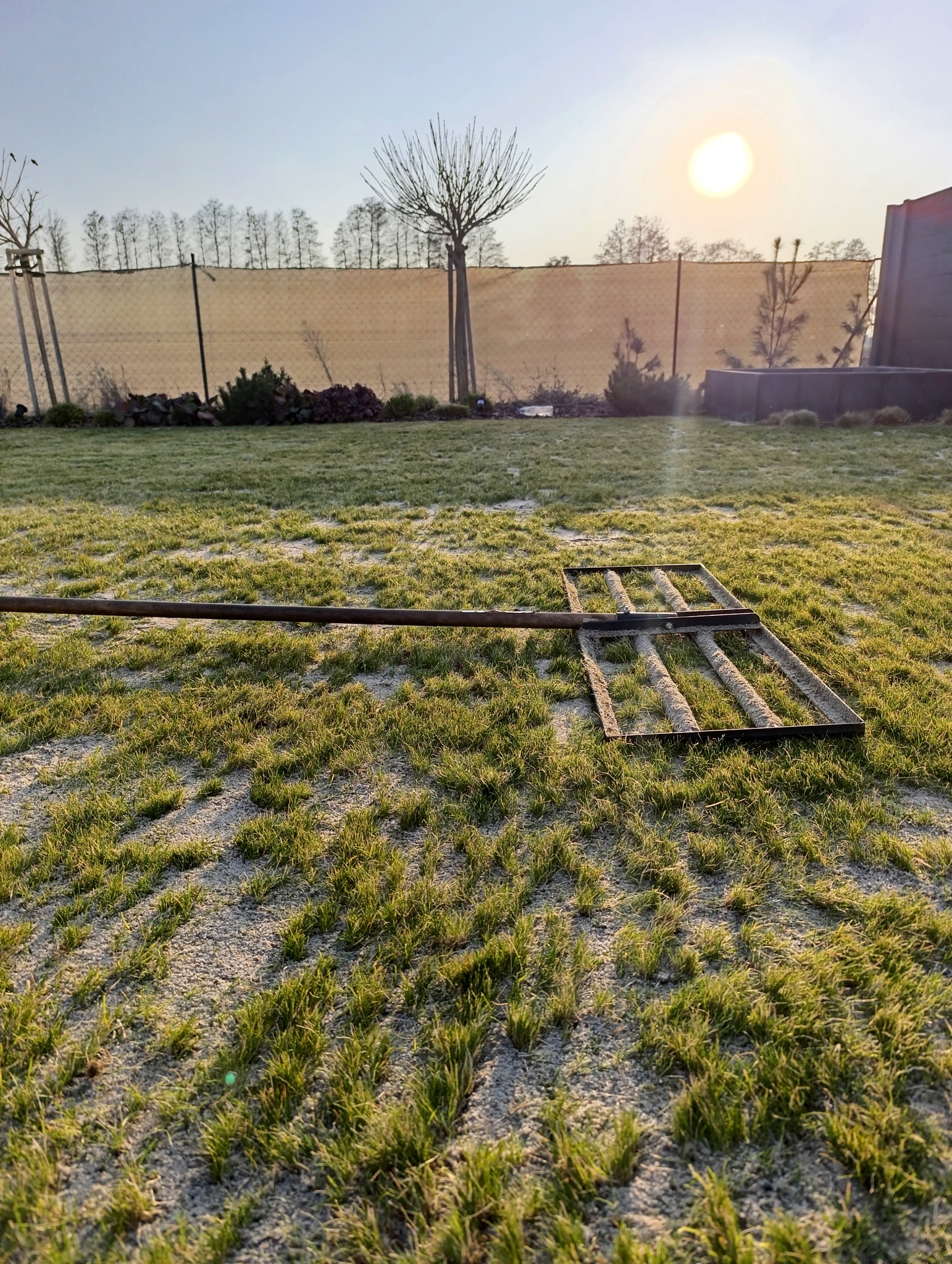 Metalowe grabie leżące na trawniku pokrytym szronem w promieniach wschodzącego słońca, w tle drzewa i ogrodzenie.