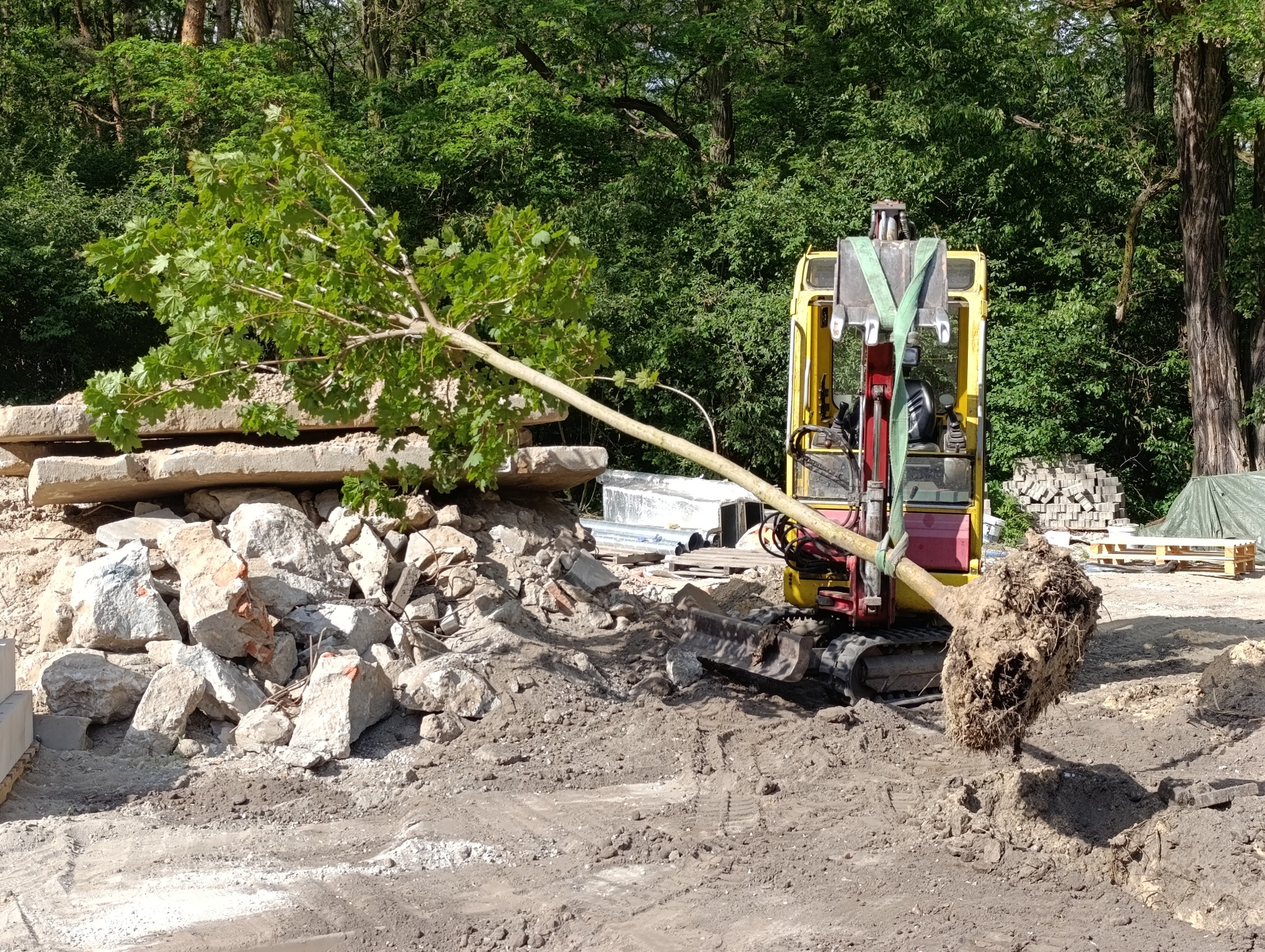Żółto-czerwona mini koparka transportuje drzewo z odsłoniętymi korzeniami na tle sterty gruzu i zieleni.
