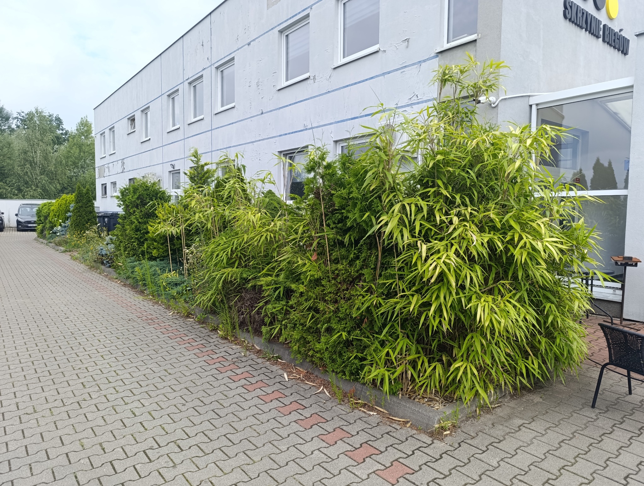 Żywy płot z bambusa i innych roślin ozdobnych posadzony wzdłuż budynku biurowego, widoczny chodnik z kostki brukowej.
