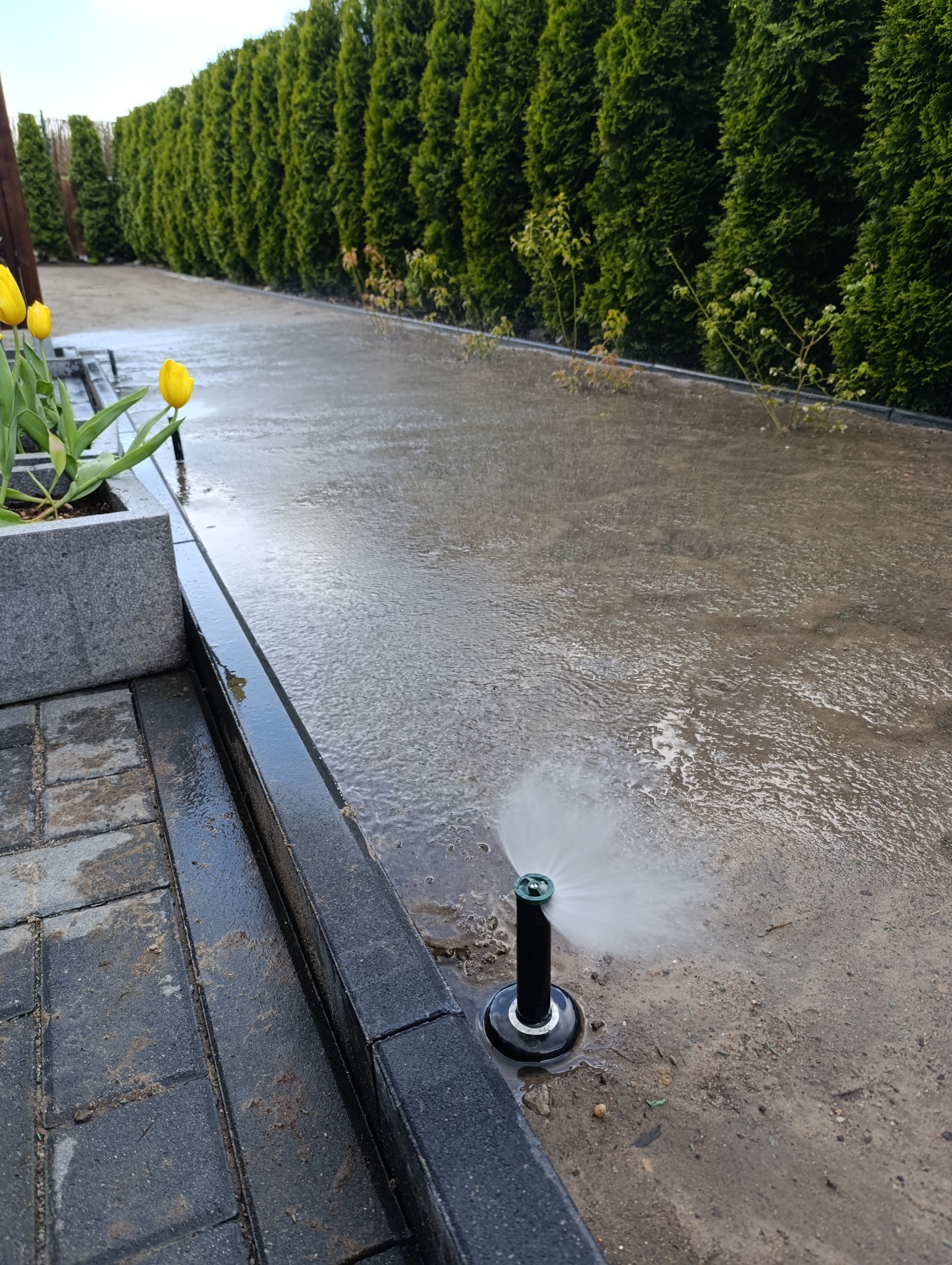 Automatyczny zraszacz trawnikowy w trakcie nawadniania, widoczny na tle rzędu wysokich, zielonych tui i mokrej nawierzchni, obok rabaty z kwitnącymi żółtymi tulipanami.