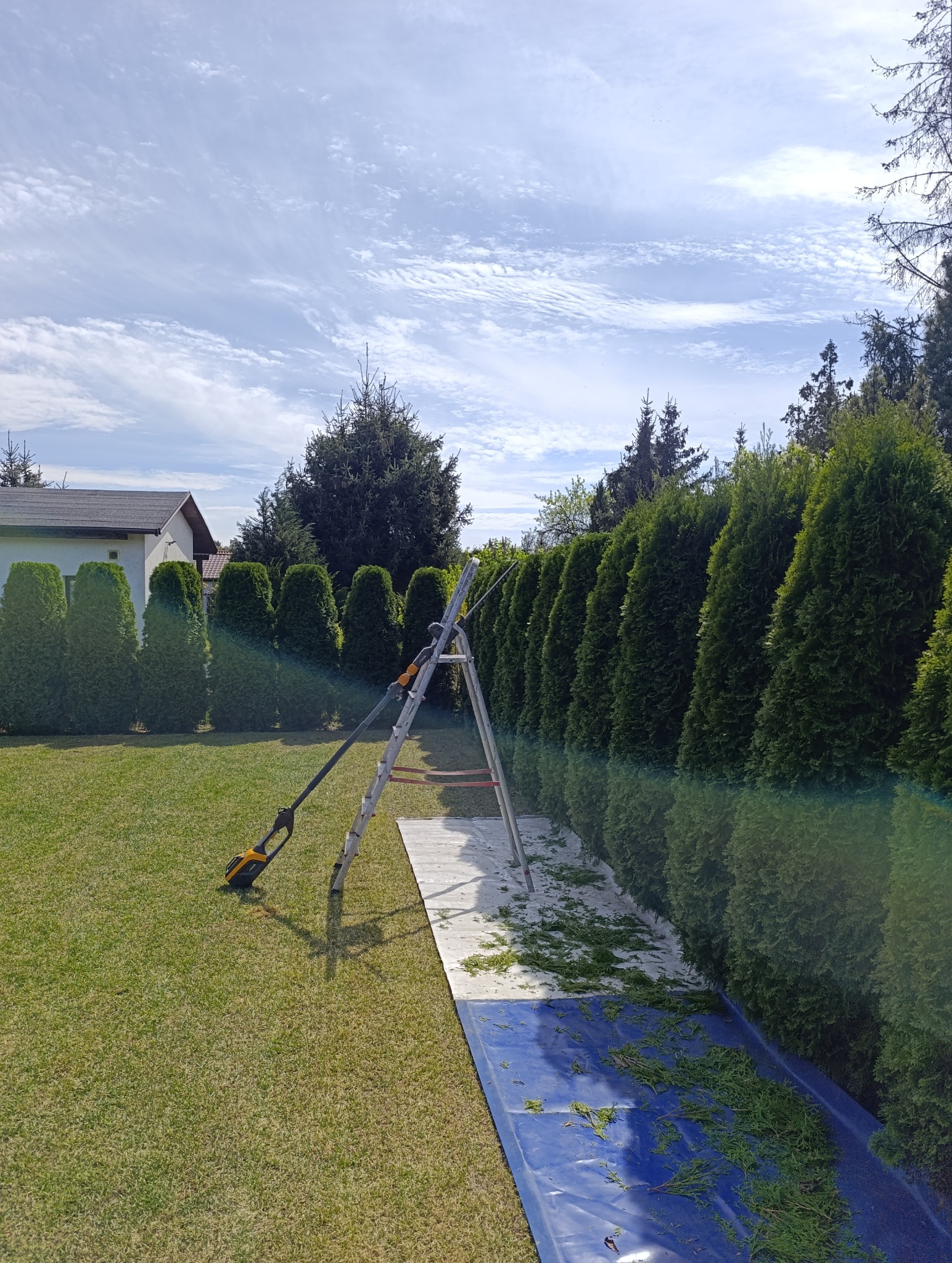 Przycinanie krzewów i żywopłotów