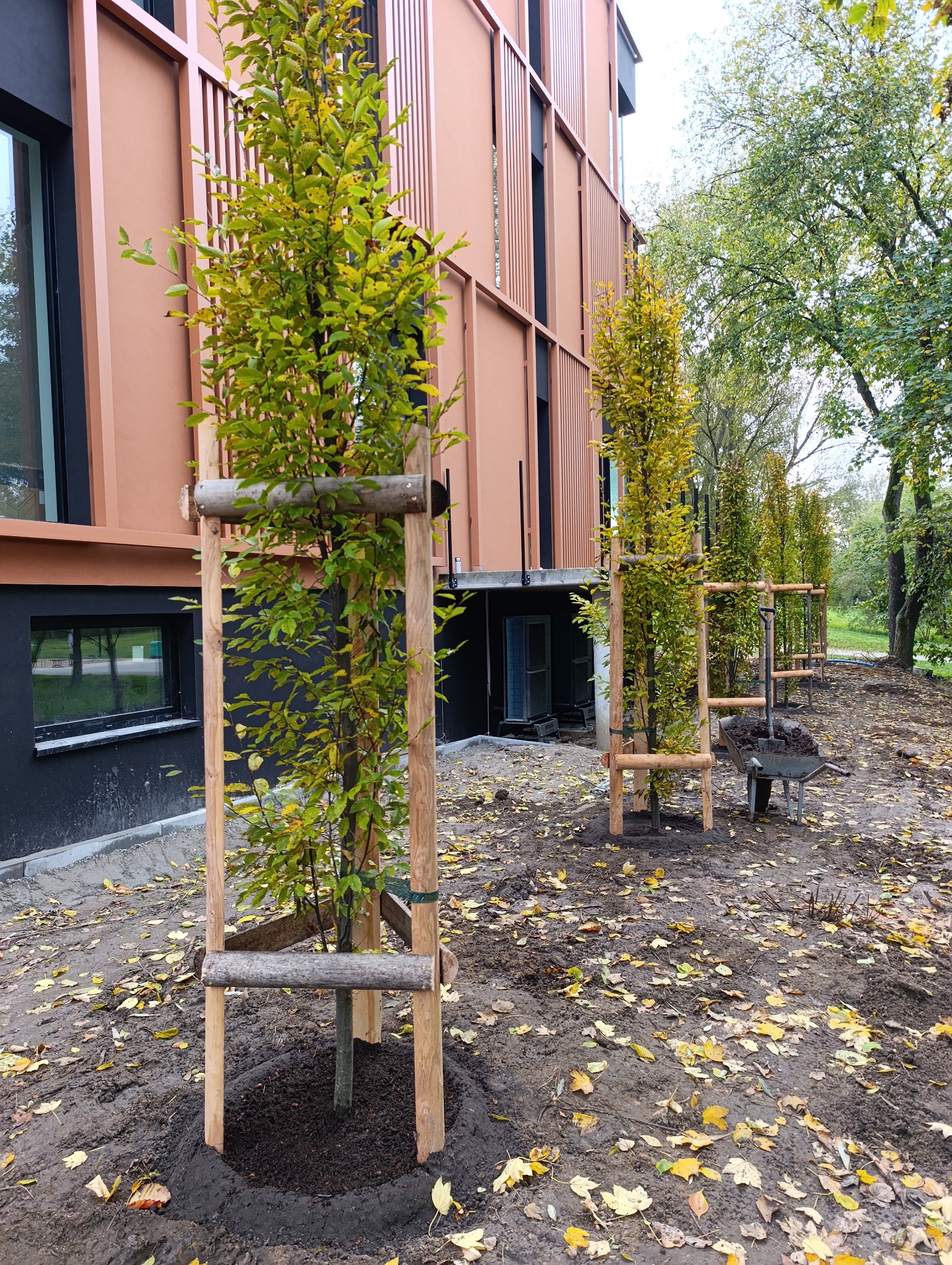 Świeżo posadzone drzewka z żółtymi liśćmi, zabezpieczone drewnianymi konstrukcjami, wzdłuż budynku z brązową elewacją. Widoczna taczka z ziemią.