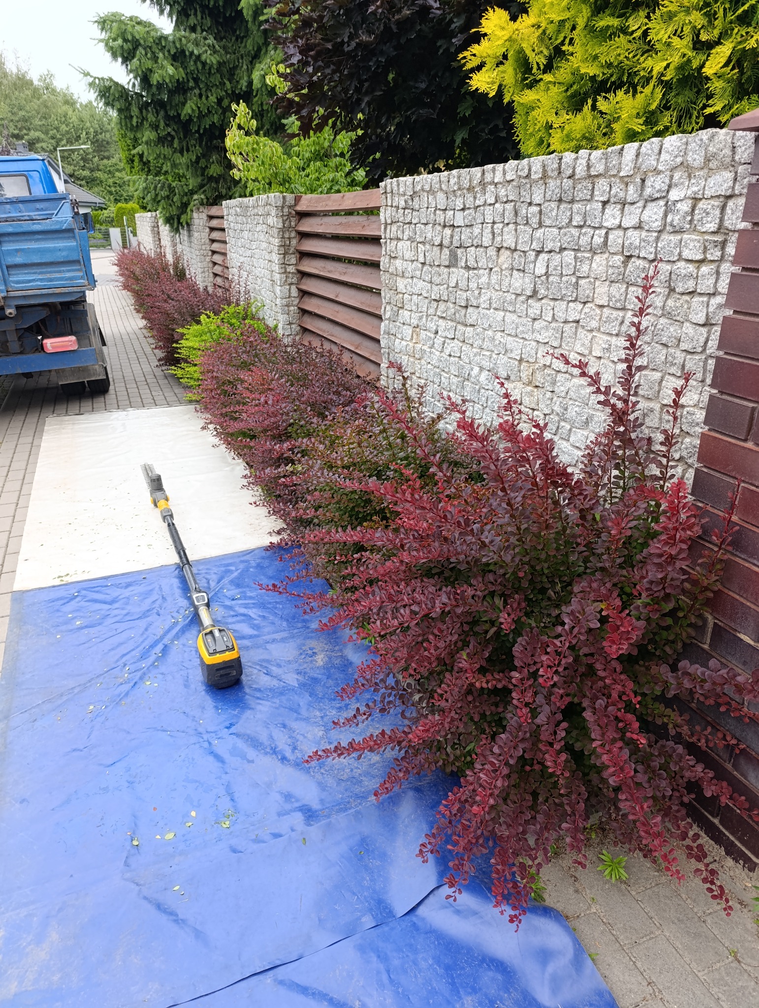 Przycięty żywopłot z berberysu na tle kamiennego ogrodzenia. Na pierwszym planie rozłożona plandeka i nożyce do żywopłotu. Widoczny fragment samochodu dostawczego.