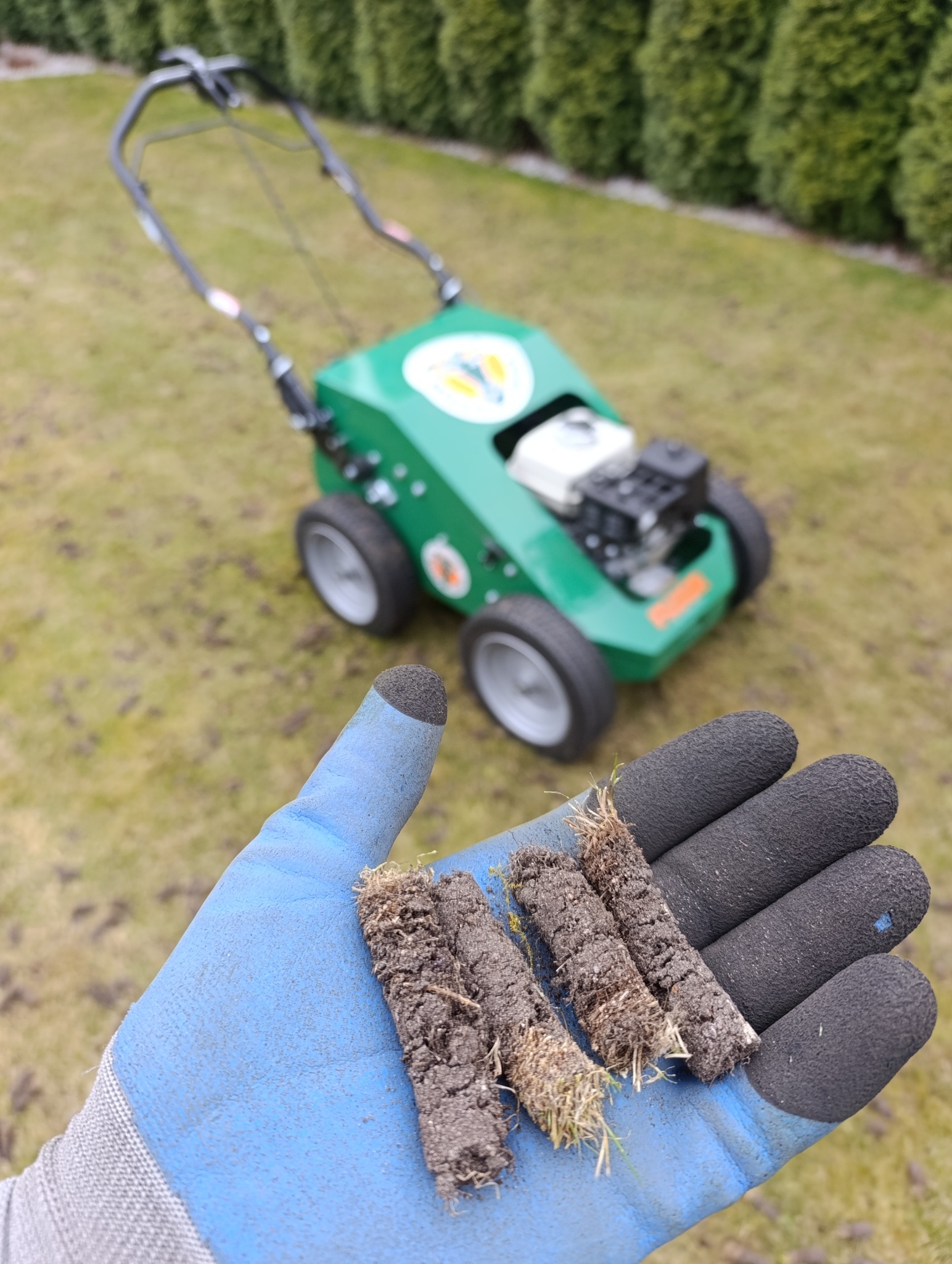 Aerator do trawy w tle, w dłoni rdzenie glebowe. Napowietrzanie trawnika, poprawa drenażu i wzrostu trawy. Wertykulacja trawnika.