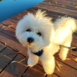 Montaris - Sufit Napinany w Salonie Ostróda