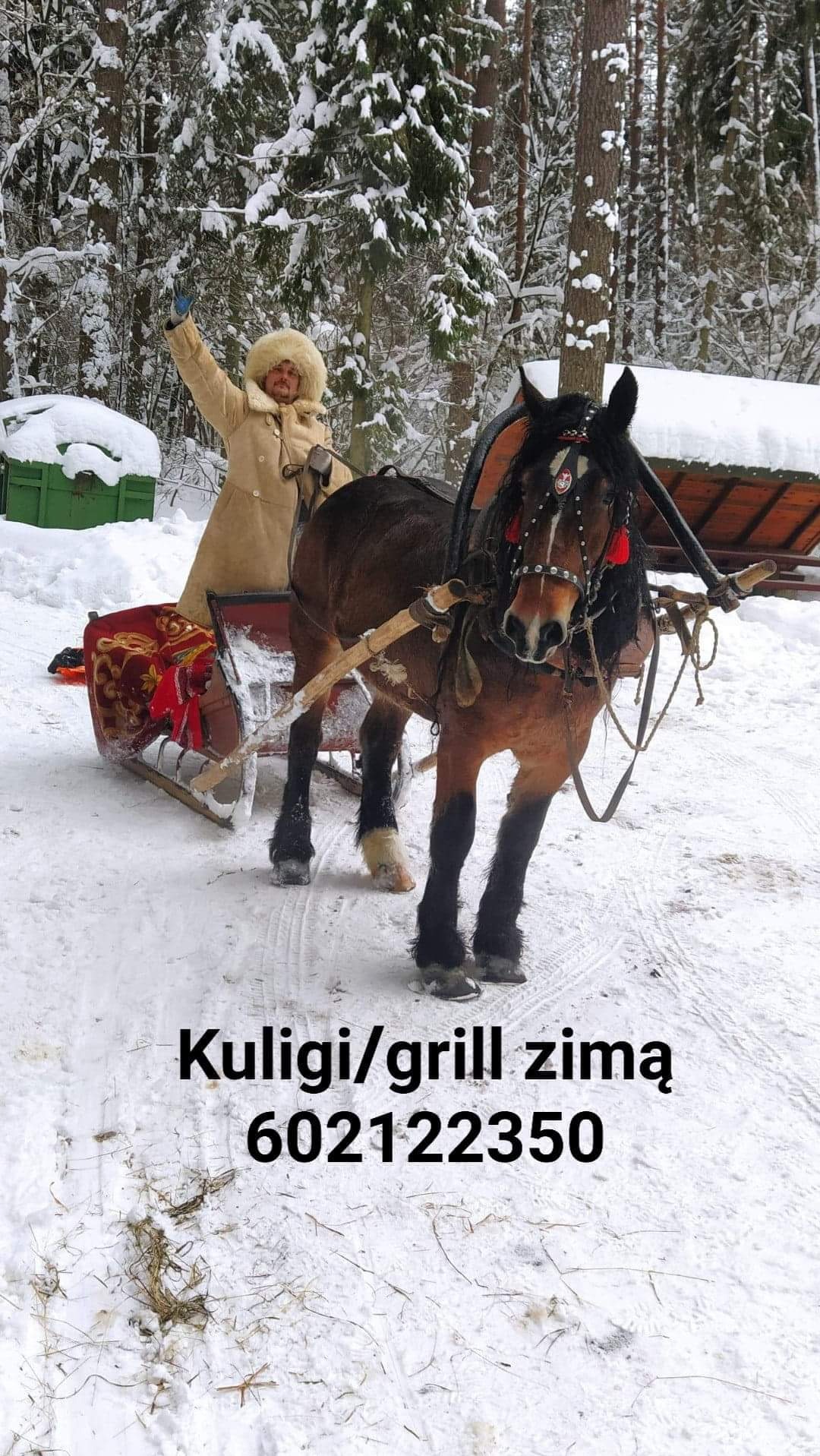 Zimowa przejażdżka saniami zaprzężonymi w brązowego konia z ozdobną uprzężą, mężczyzna w futrzanej czapce i płaszczu macha ręką, śnieżny las w tle.