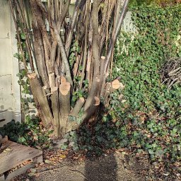 Przykład wycinki leszczyny. Wyjątkowo niewdzięczny materiał z uwagi na giętkość łyka.