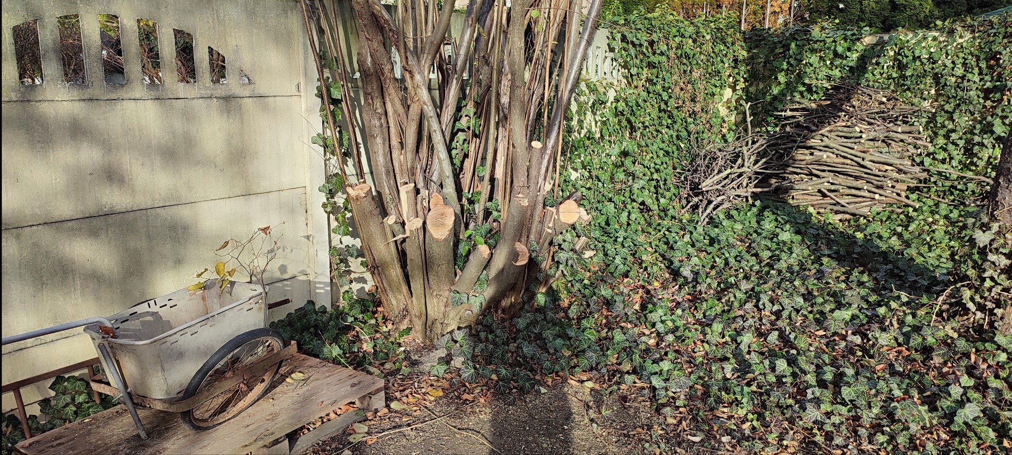 Przykład wycinki leszczyny. Wyjątkowo niewdzięczny materiał z uwagi na giętkość łyka.