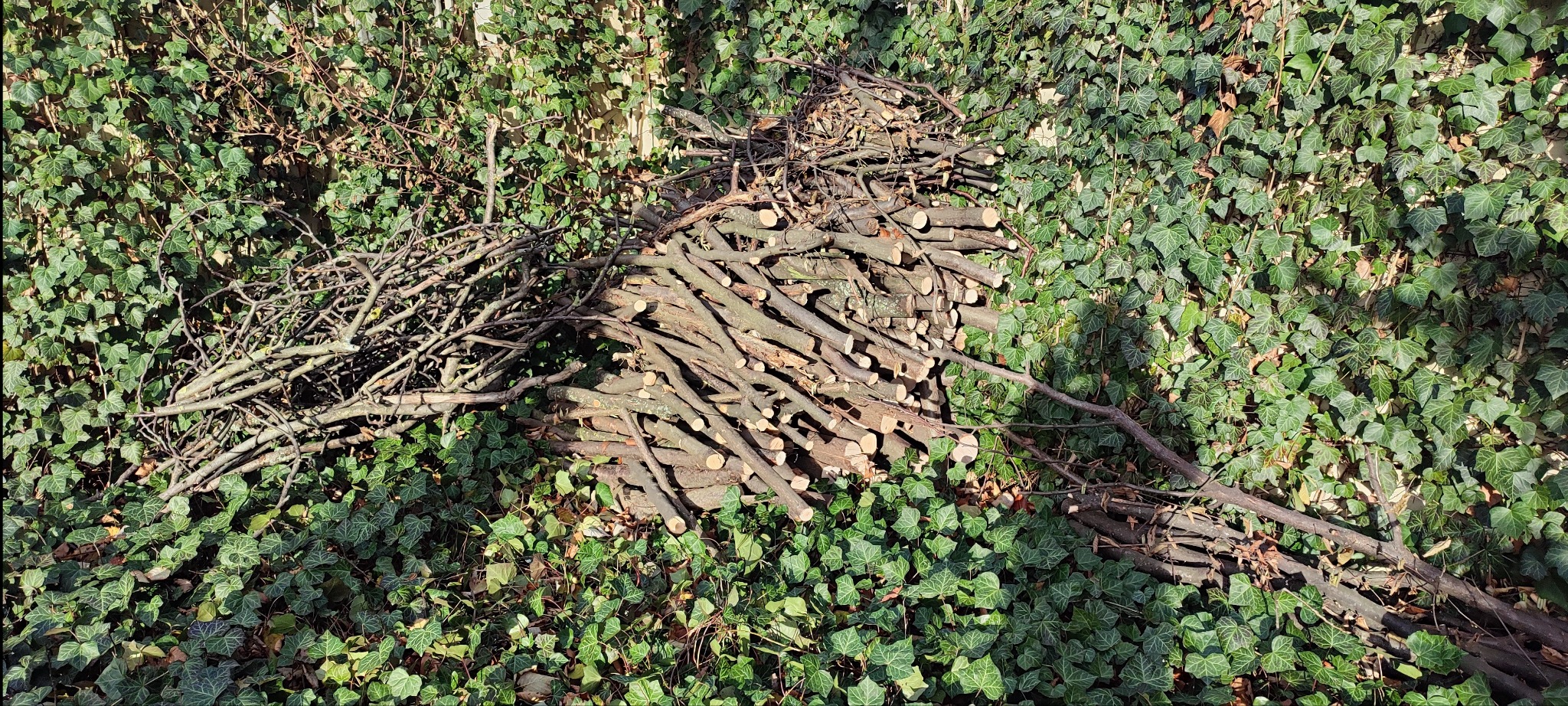 Stos pociętych gałęzi i drewna ułożony na tle ściany porośniętej bluszczem, pozostałość po przycinaniu drzew.